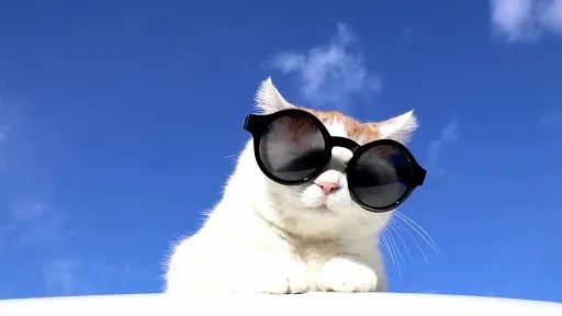 猫叔走了那个许多人爱上的第一只网红猫走了