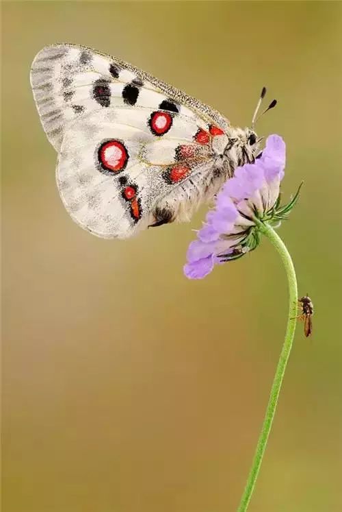 会动的照片花飞蝴蝶乱太美了值得收藏