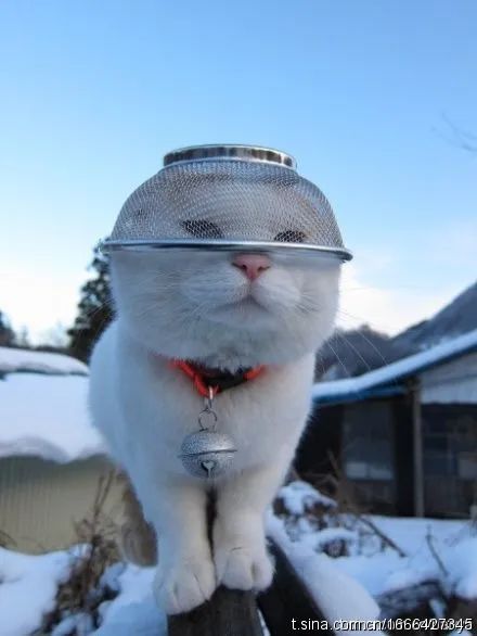 日本网红猫叔去世,享年18岁!网友:到那个世界好好吃小鱼干呦