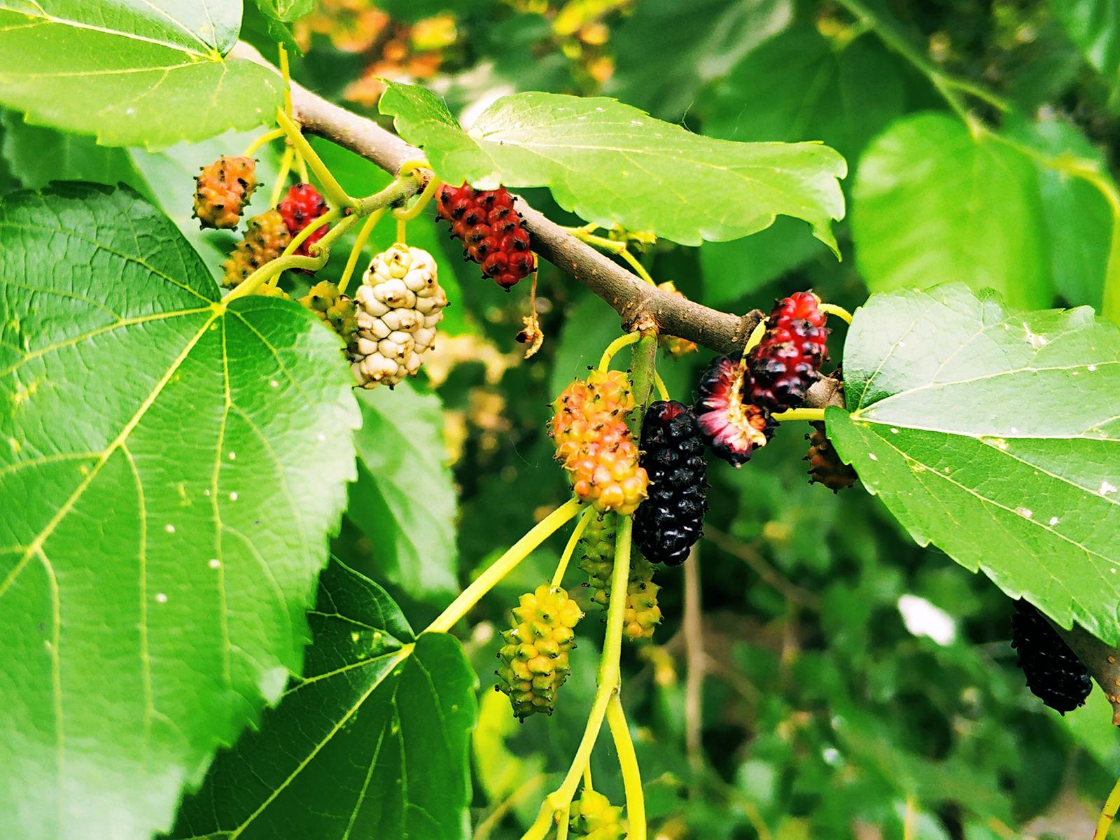 原创树上这种黑枣子儿时摘来当糖吃如今20元一斤成高价水果