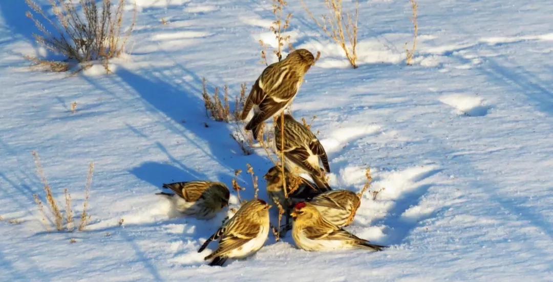 大兴安岭林中小明星苏雀儿