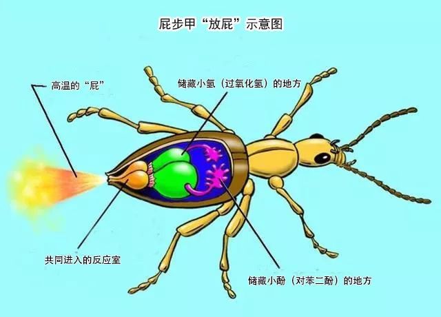 甲虫身体结构解读图图片