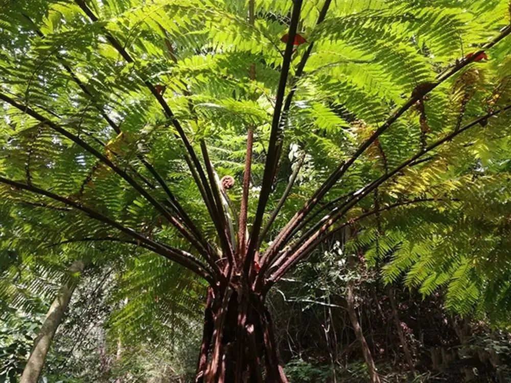 谁见过这种树?千万别砍!最高可判7年!转发提醒.