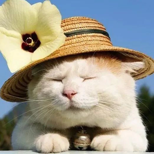 猫叔去世了你的微信头像一定曾经有过它的身影