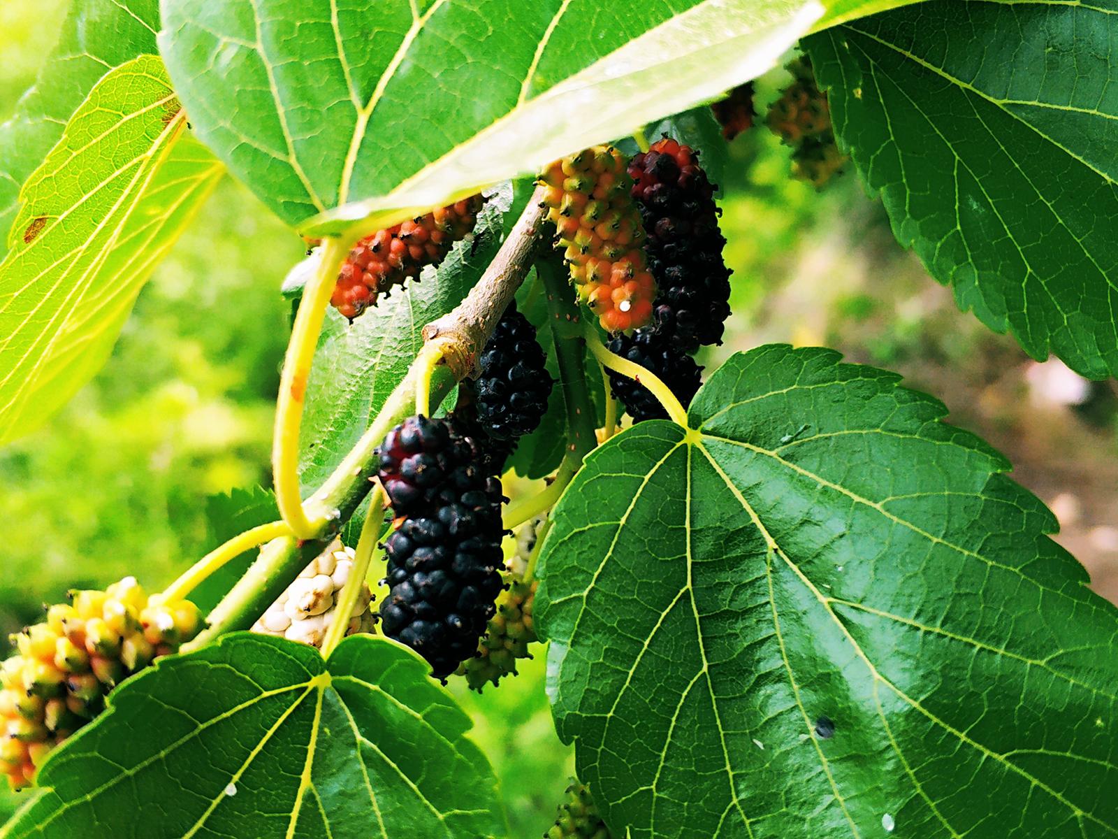 原创树上这种黑枣子儿时摘来当糖吃如今20元一斤成高价水果