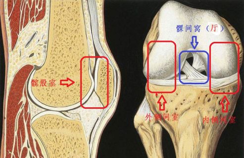 肱骨髁间窝图片