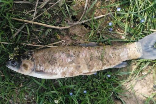 水霉病发病后可能会导致全塘鱼都发病! 一定要做好预防措施