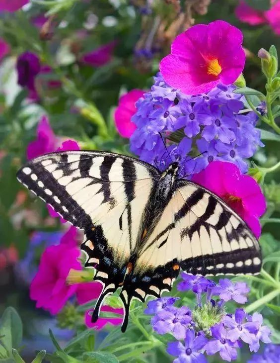 会动的照片花飞蝴蝶乱太美了值得收藏