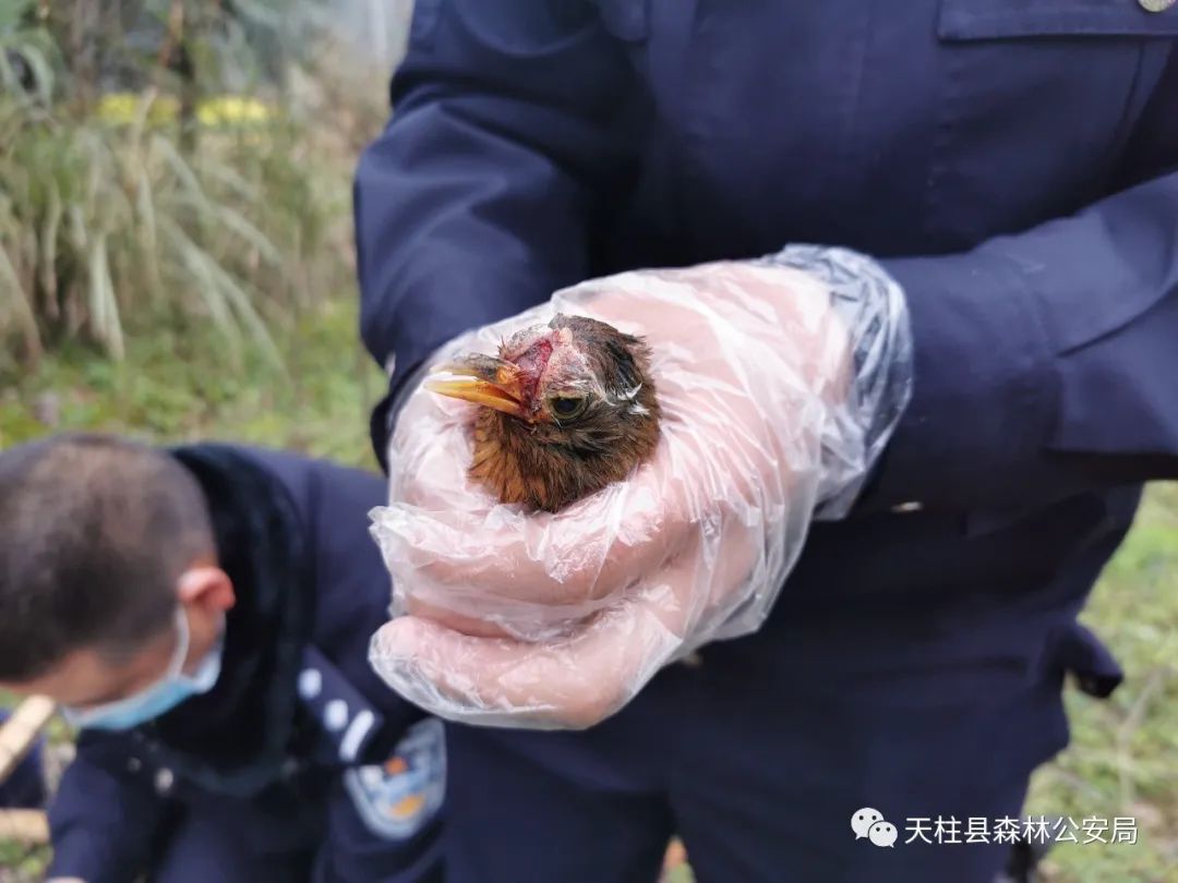 天柱男子网上晒鸟求点赞最终招来警察