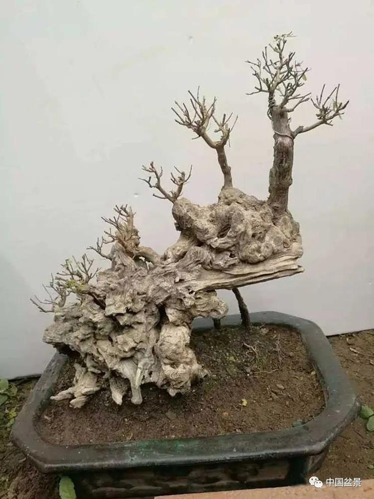 怎样营造黄荆盆景的美感