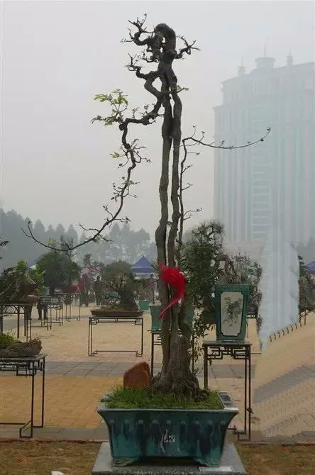欣赏提根盆景集树根还能这么美