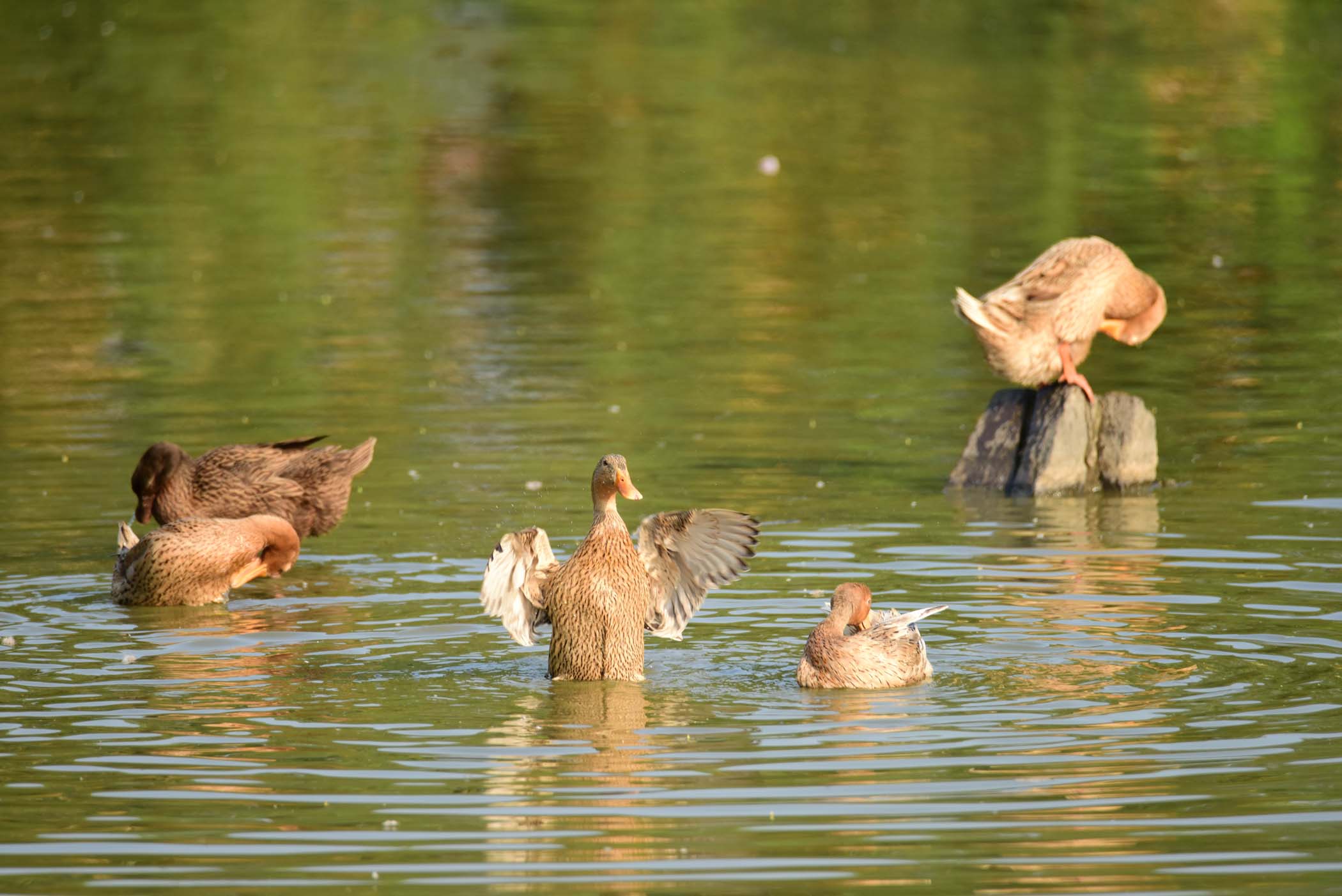 海南琼海:池塘沐春光 水暖鸭先知