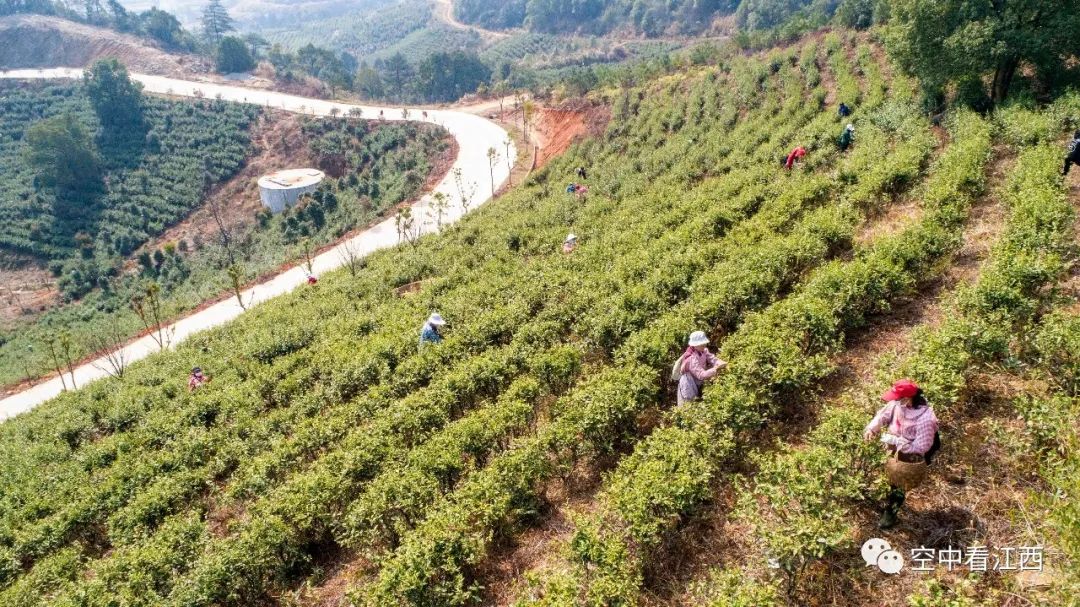 航拍江西廬山雲霧茶開採 長勢喜人採茶忙