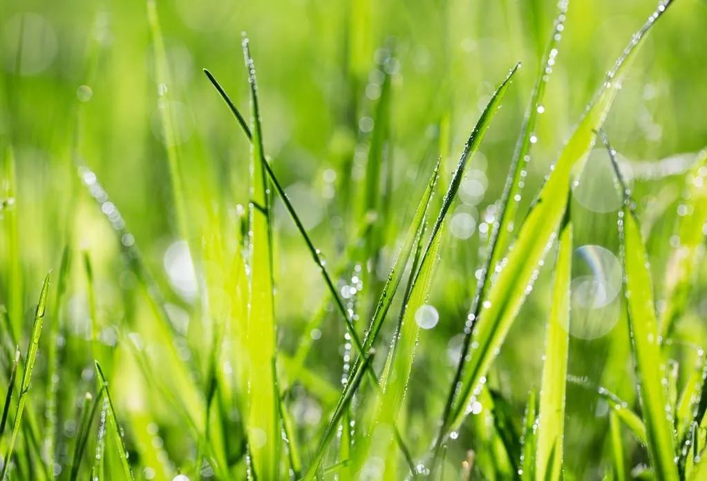 大雨天小草风景图片图片