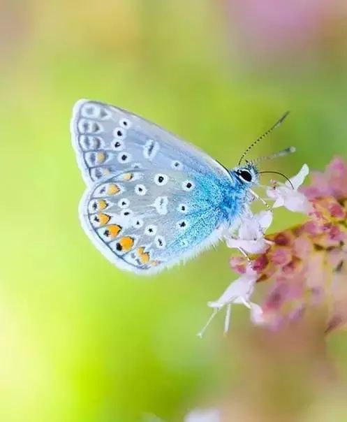 会动的照片花飞蝴蝶乱太美了值得收藏