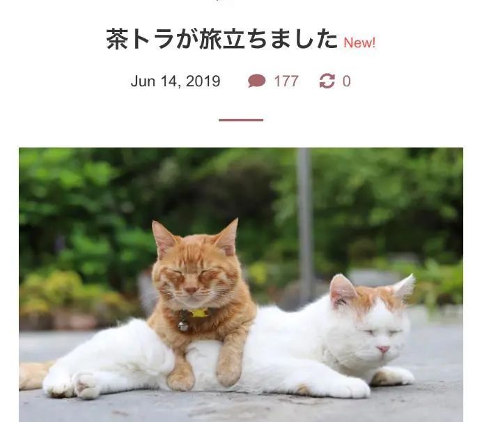 此前的2019年6月,被猫叔一手带大的"茶虎虎"还有好朋友"大灰灰"先它一
