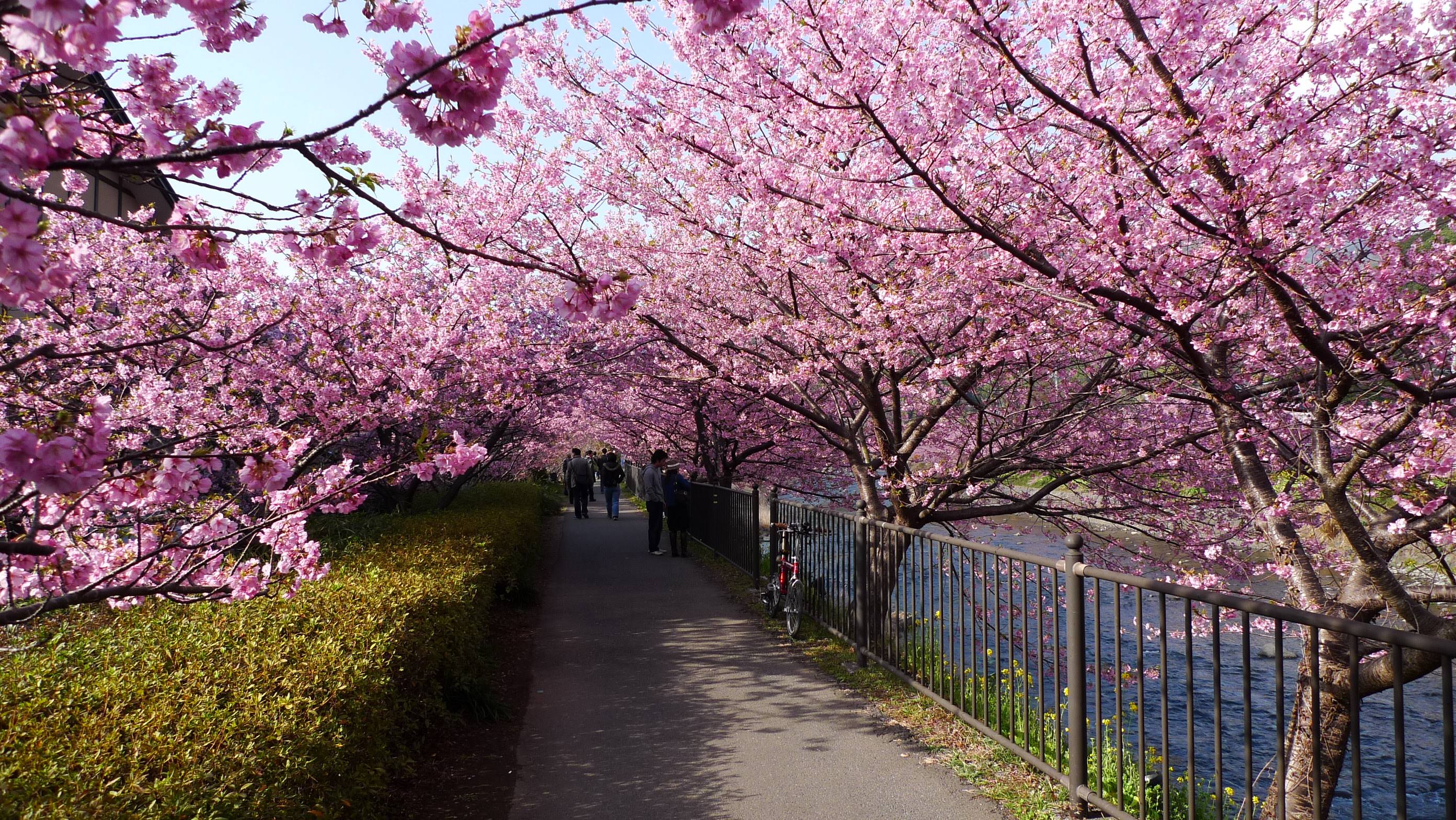 塘沽森林公园樱花图片图片