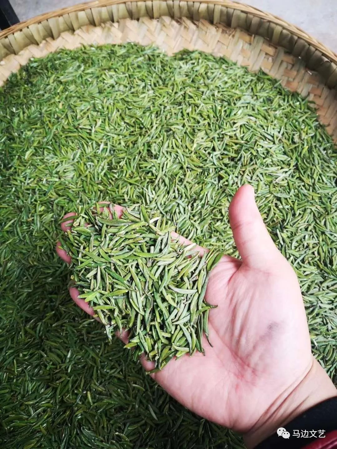 马边春茶鲜不负人间三月天