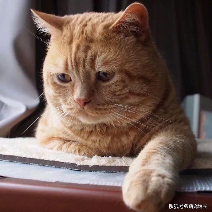 咖啡色的猫表情包图片