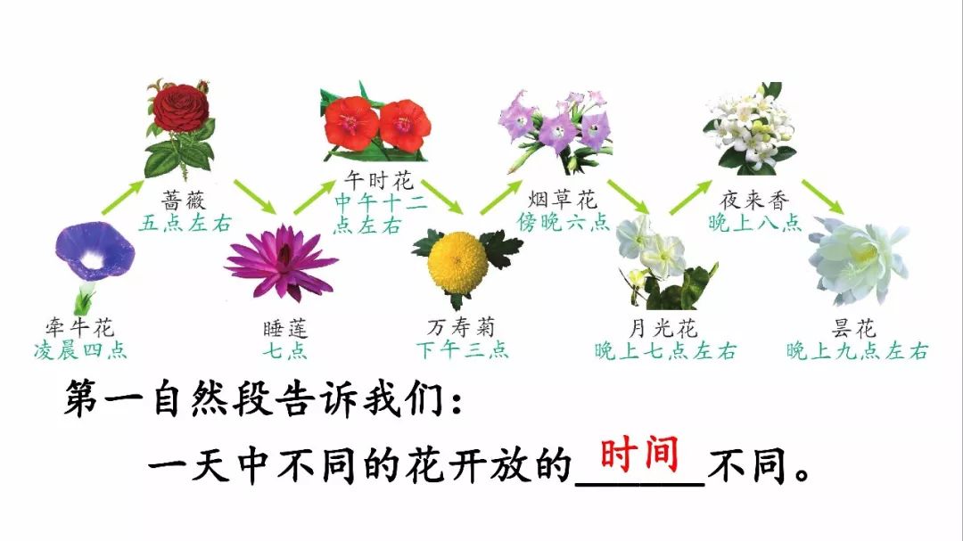 花钟的24种花图图片