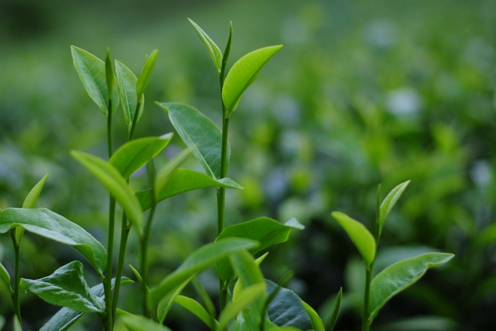 跟着茶日历 学习中国茶 ——英德红茶