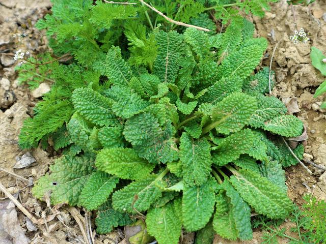癞蛤蟆草又称荔枝草,蛤蟆皮棵,雪见草,青蛙草,皱皮草,蟾蜍草等名字