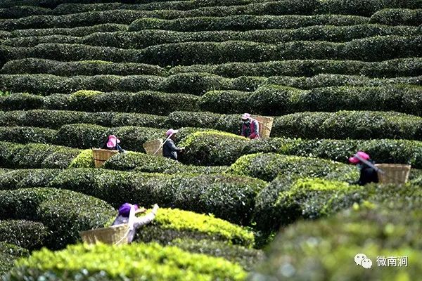 南涧罗伯克茶场图片