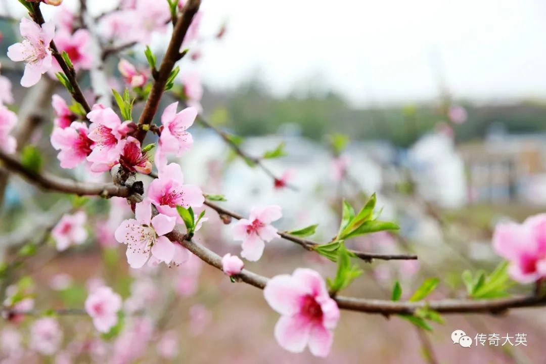 云游遂宁⑤大英卓筒井万亩花飘香