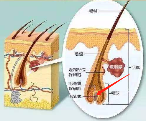 的途                    实际生发中心机制是毛乳头细胞受到各种各
