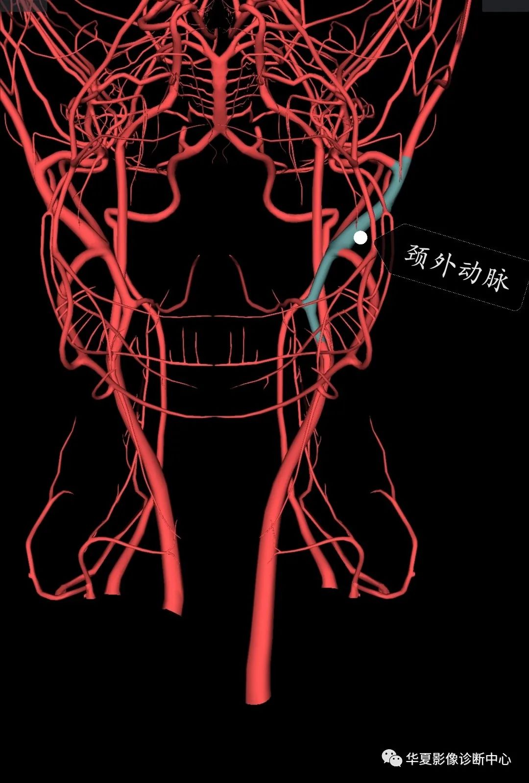 颈外动脉有9个分支:向前发出甲状腺动脉,舌动脉,面动脉;向后发出胸锁