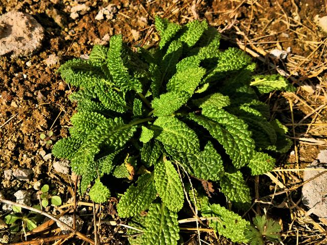 原创这种野草长得极丑,农民见到它就拔掉,如今数量稀少很珍贵