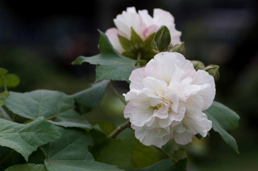 3月下旬财运极旺,轻松赚大钱,横财也跟着来的四属相