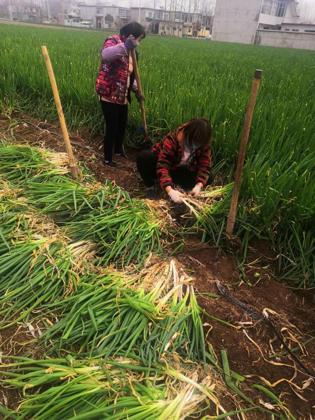 界首芦村镇葱农郭景松:20万斤大葱愁销售,扶贫消费解烦忧