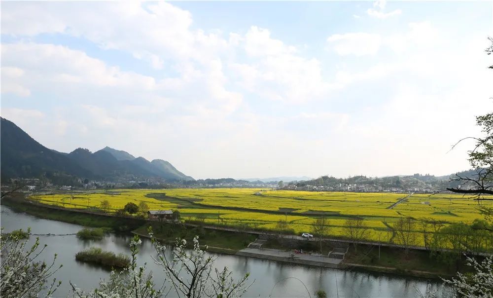 頭與田間,金燦燦的油菜花競相開放,雪白的李花,在貴定縣金海雪山景區