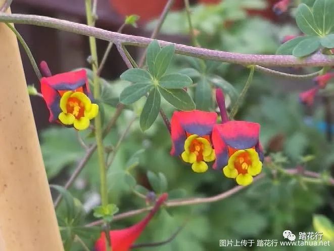 三色块根旱金莲