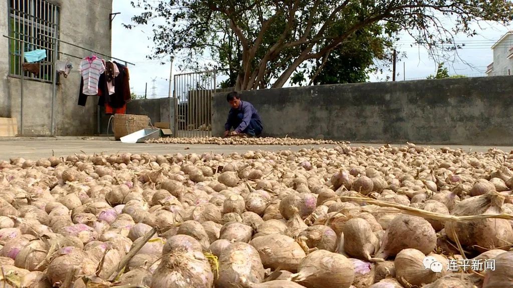 因地制宜打造黑蒜产业扶贫链, 助推贫困户实现增收脱贫_种植