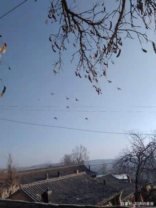 小村晨曲作者:晋原早上开门与春风撞个满怀我被撞笑了门外的枣树上结