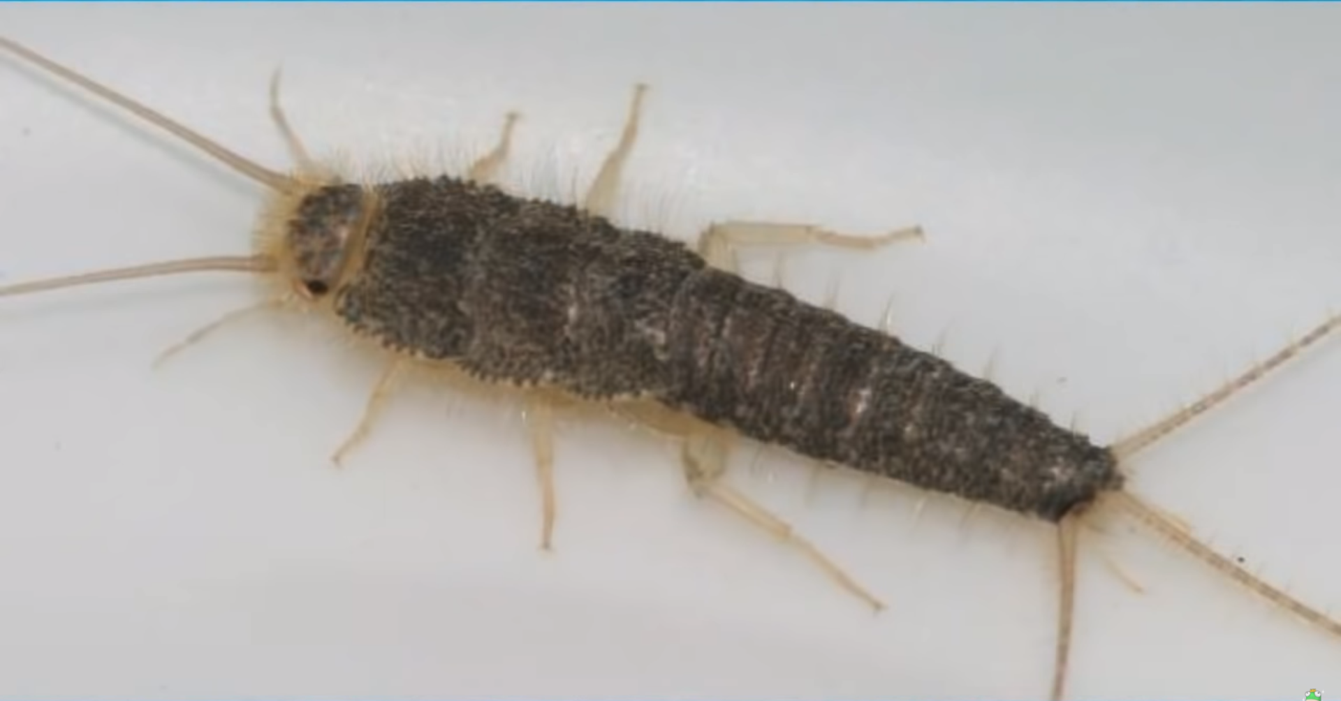 我的世界mc生物在线变身现实版没想到蠹虫的真身怎么得丑陋