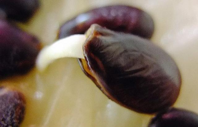 两种果核,别扔了,埋土里三到七天就发芽,能省不少水果钱