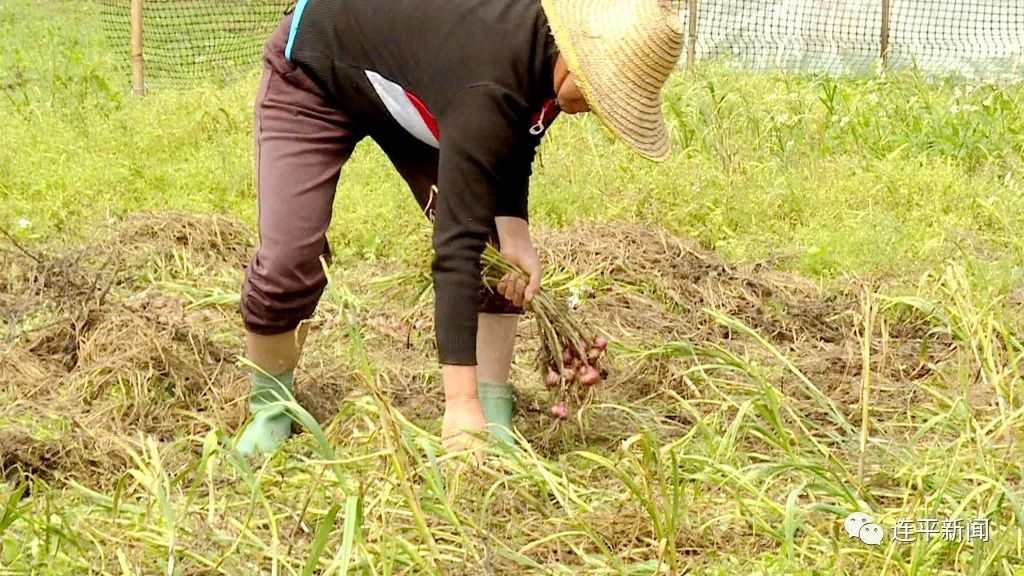 因地制宜打造黑蒜产业扶贫链, 助推贫困户实现增收脱贫_种植