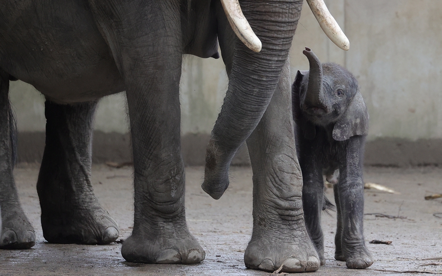 德国新生小象亮相02依偎母亲身旁形影不离