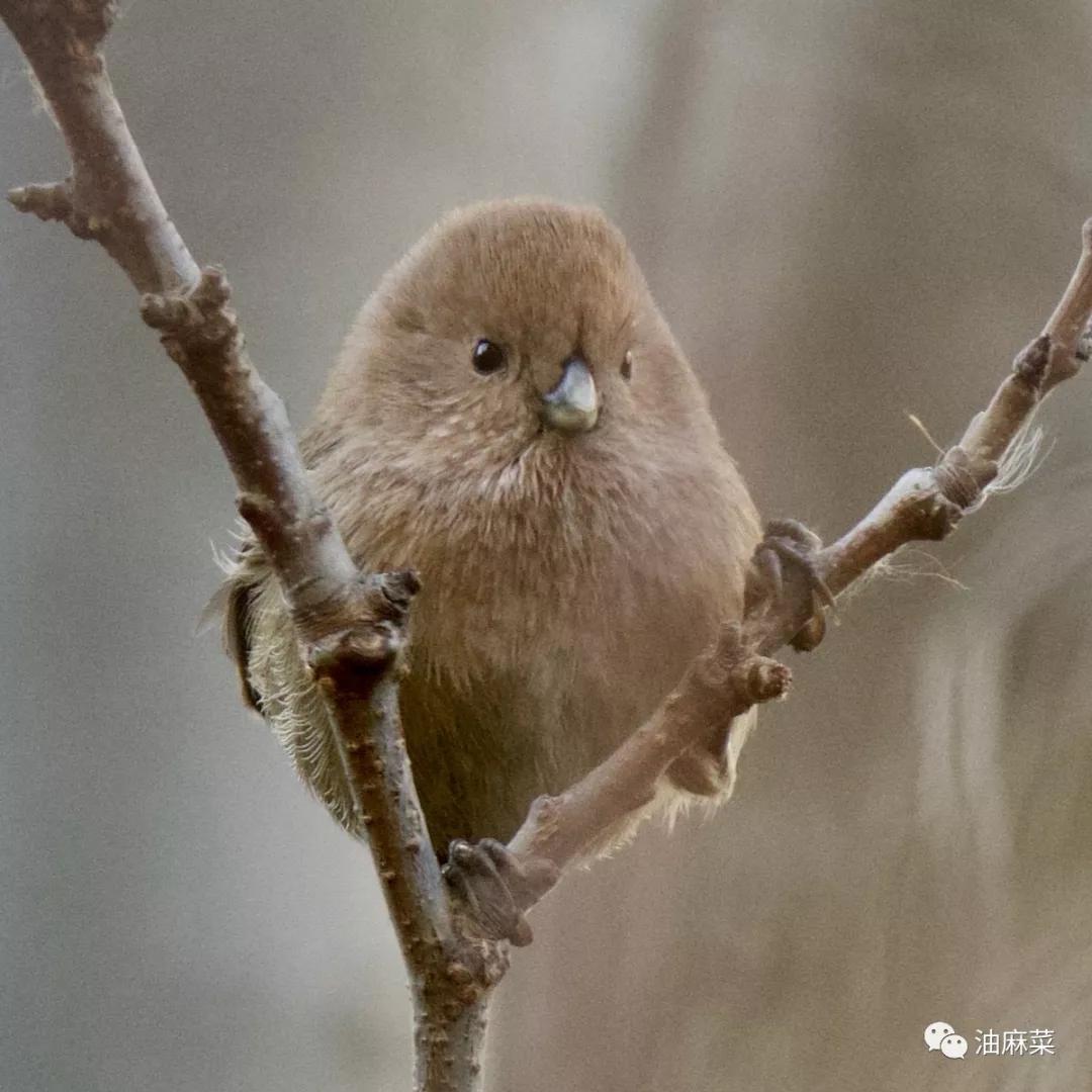 一样暂时被囚禁的鸟球一样的鸟各种会飞的球以下是他们分享的照片中