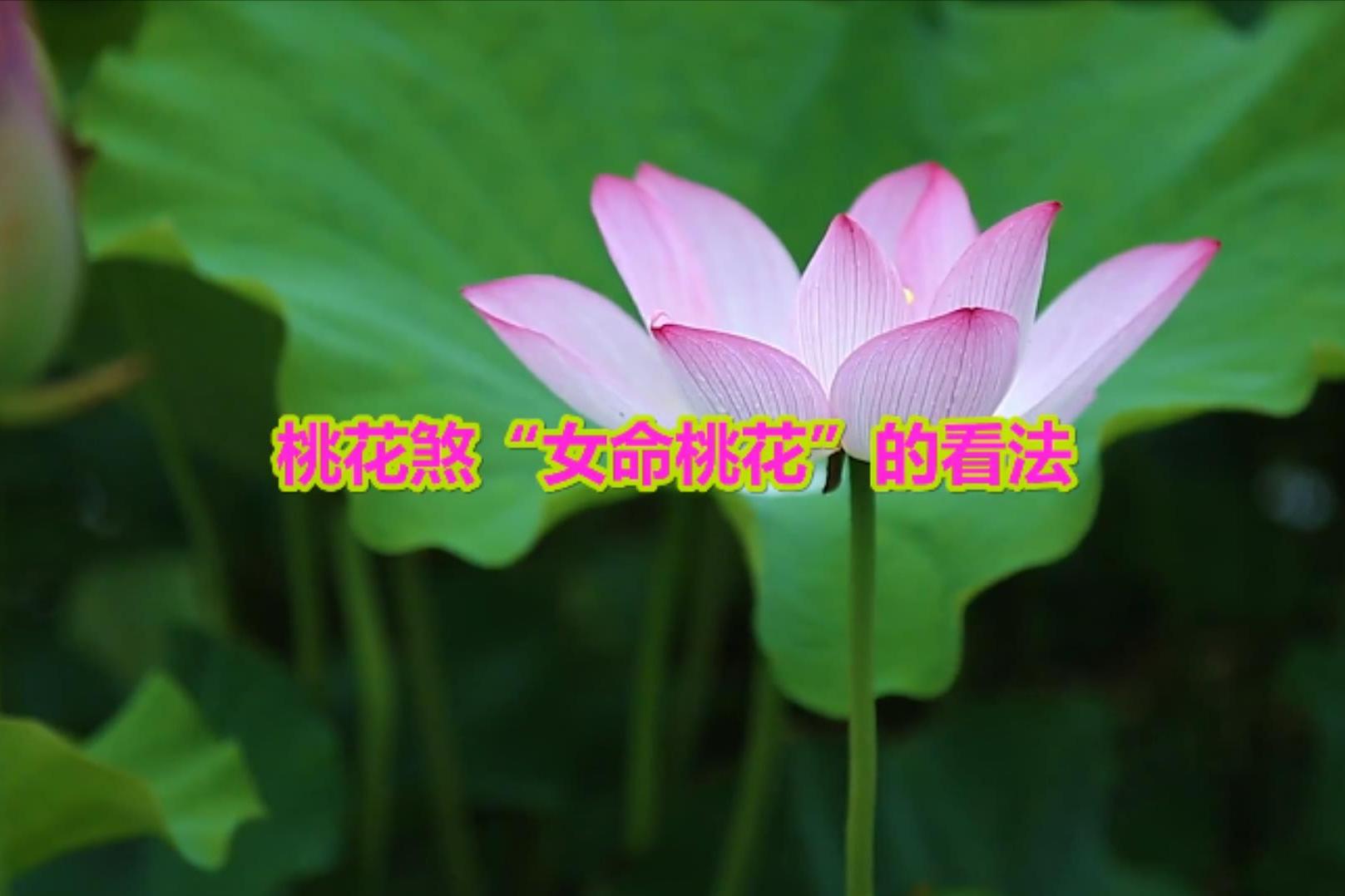 女命沐浴桃花图片