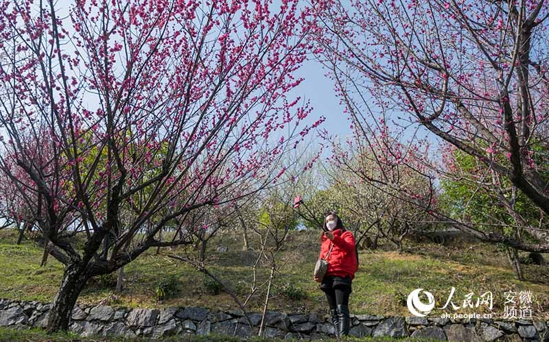 连日来,安徽省潜山市天柱山梅园梅花盛开,春意渐浓.