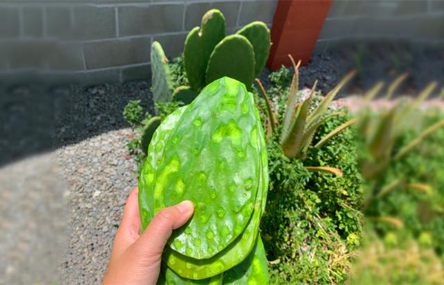 它是你眼中的"刺儿头",却是别人碗里的美食,而且全国人都在吃_仙人掌