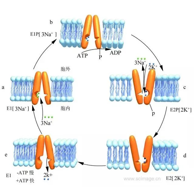 膜蛋白在生物膜分布的七种方式离子通道示意图离子通道开放与关闭的