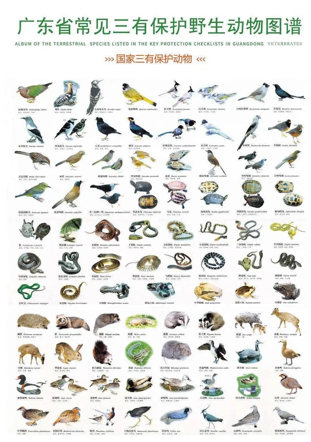 1000个动物名字图片