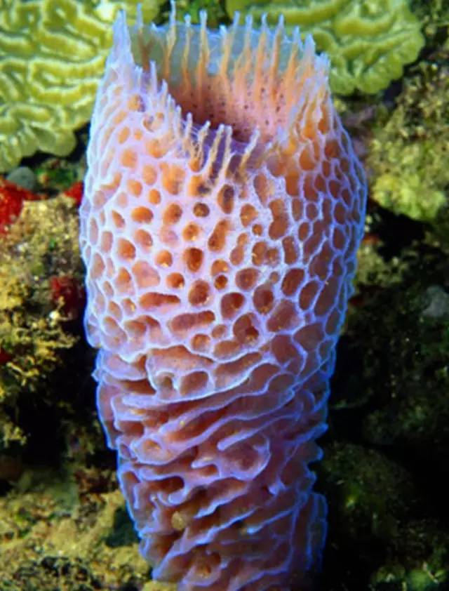 像植物的动物古杯动物