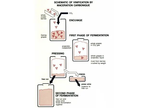 龙凤线上道酒丨3月11日:二氧化碳浸渍法