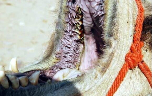 主要有两个原因,第一个原因就是骆驼独特的口腔构造